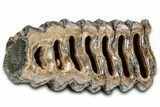 Partial Southern Mammoth Molar - Hungary #357023-3